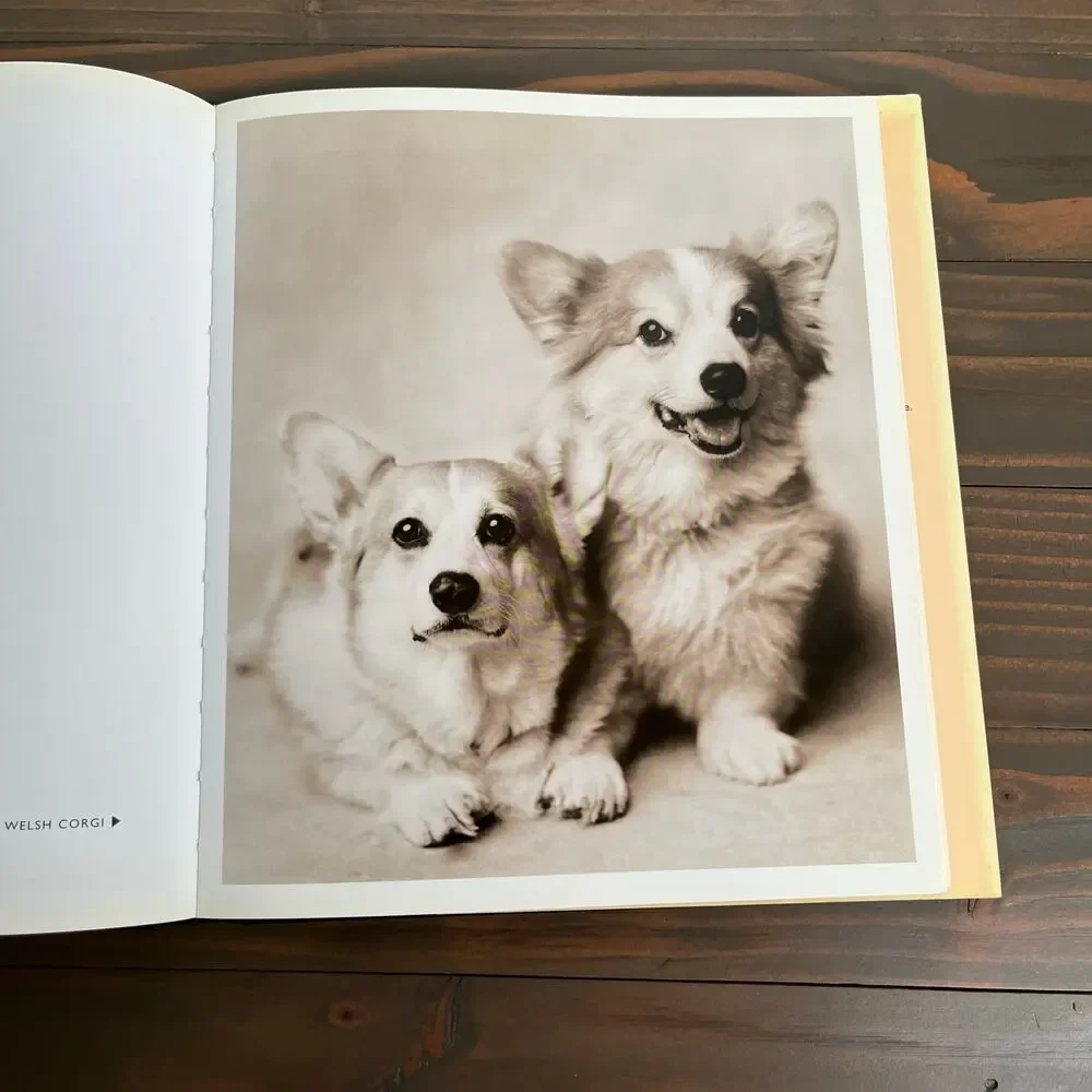 101 Salvations For The Love Of Dogs by Rachael Hale Hardcover Bulfinch Press